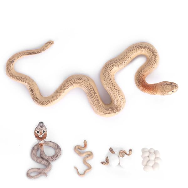 Cobra Growth Lifecycle Toy Plastic Animal Growth Cycle Model Educational Snake Model