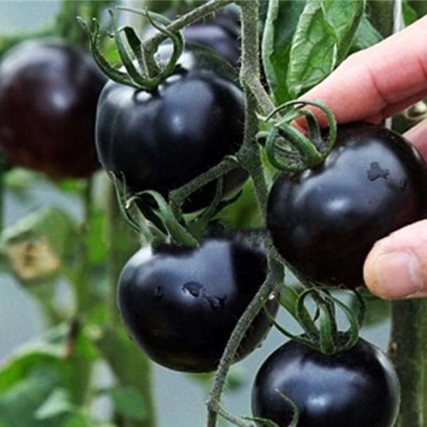 100 st läckra tomatfrön Produktiva grönsaksträdgårdsfrön för plantering utomhus