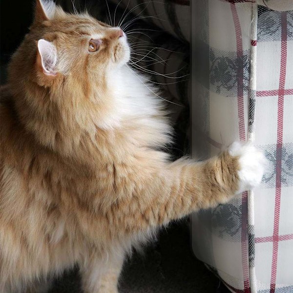 PVC Plast Cat Scratching Guard Dörr Pet Cat Möbel Pad Protector Repmatta
