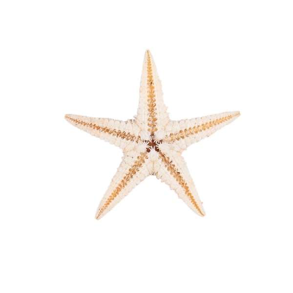 Small Starfish Star Sea Shell Beach Craft 0,4 tum-1,2 tum 180 st