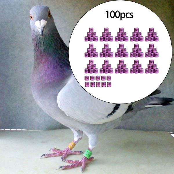 1/2/3/5 100st För Duvring 8mm 2023 Benband för Duck Most Purple Belgium 100 pcs 1 Pc