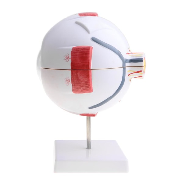 Simulering Human Eye Ball Model Anatomical Study Tool Lab Type A