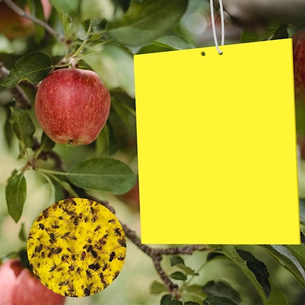 Insektsfälla Klisterfällor, 20 Stycken Vattentäta Värmebeständiga Skadedjursbekämpning, Dubbelsidiga Gula för Flygande Växtinsekter Inomhus och Utomhus