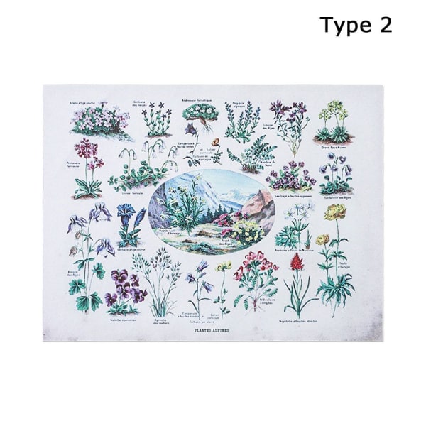 Vintage botanisk plakat Blomstersommerfugl TYPE 2 TYPE 2 Type 2