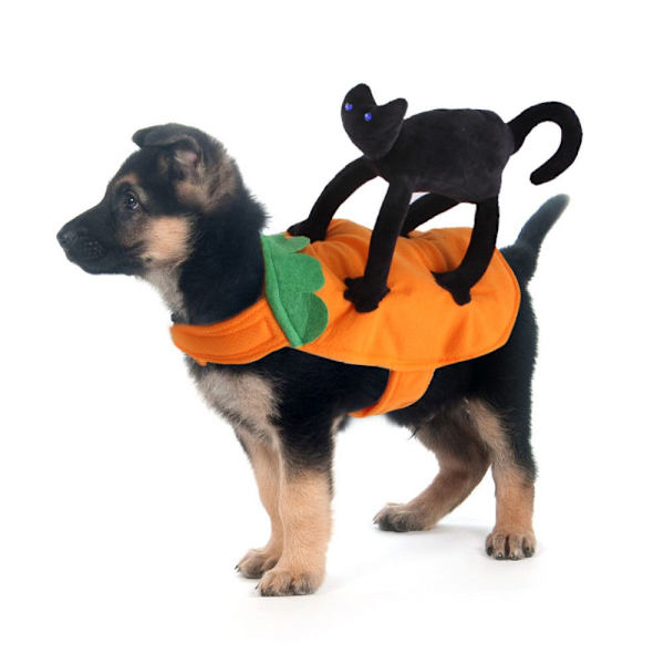 Kjæledyr forvandlet til Halloween L L L