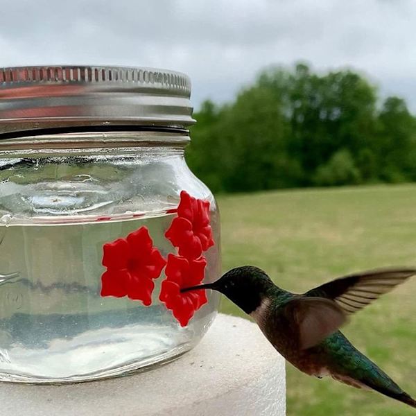 Hummingbird Feeder foderporte Mason Jar