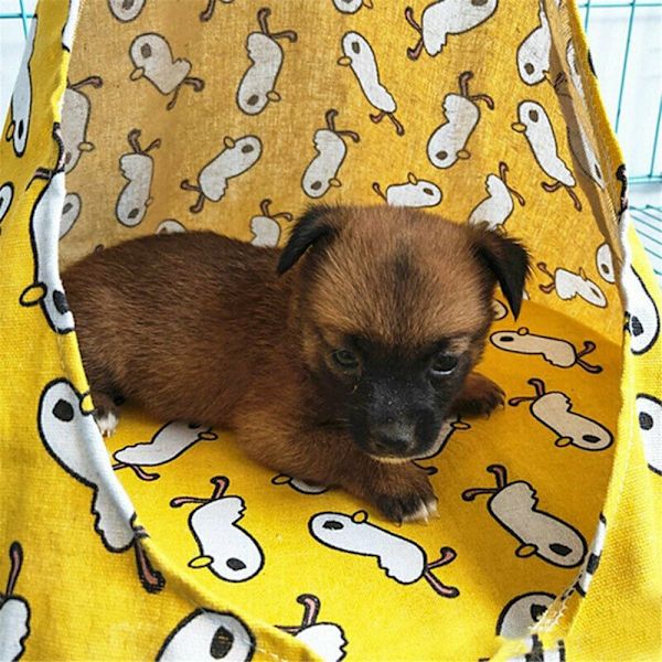Cat Hammock Pet Telt 4 4