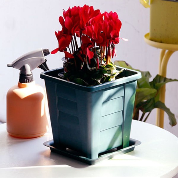 Kukkaruukut Succulent Box S S