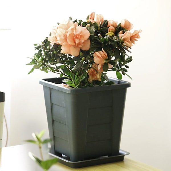 Kukkaruukut Succulent Box XL XL