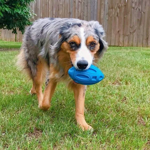 Hund Piper leksak Pet Chew Toys BLÅ blue