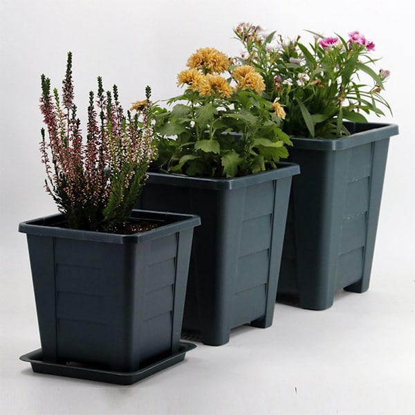 Kukkaruukut Succulent Box M M