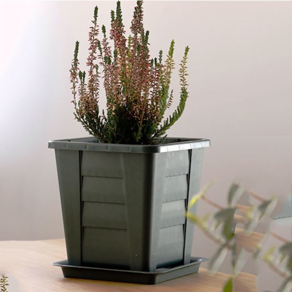 Kukkaruukut Succulent Box XL XL