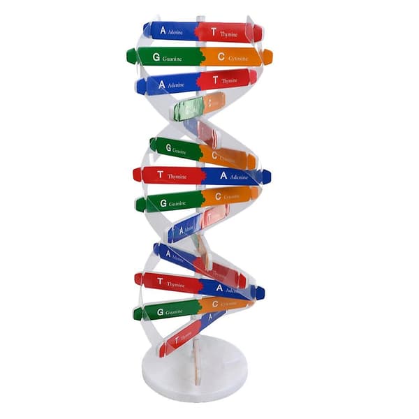 Legetøj Børnemodel DNA-molekyle DNA Molekylær Model Klasseværelses Undervisningsmaterialer Struktur DNA Dobbeltmodel DNA Helix Model