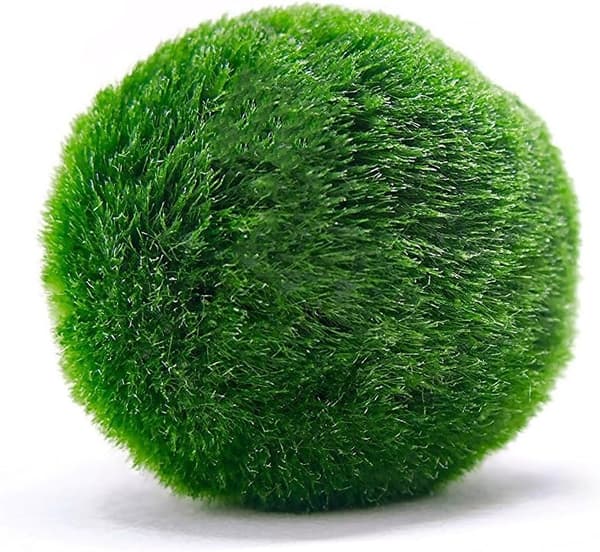 10 Marimo Mosbolde 2,5 cm, Simulation Grøn Alger Kugle