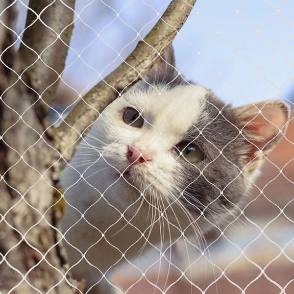 Sikkerhetsnett for katt