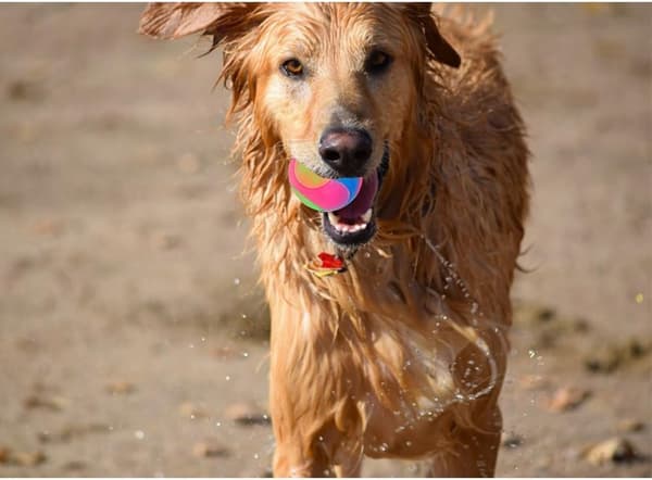 stk glatte bolde Lysende hundebolde Blinkende elastisk bold Glød