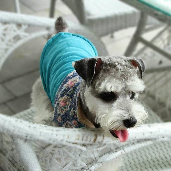Blå Regnjacka Regnrock för hunden Hundkläder Blå Blue xxl