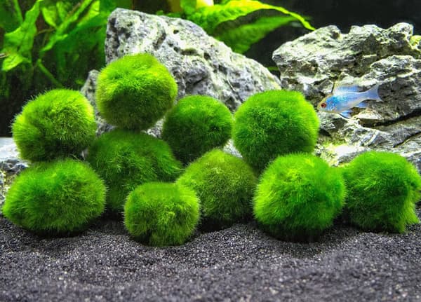 10 Marimo Mosbolde 2,5 cm, Simulation Grøn Alger Kugle