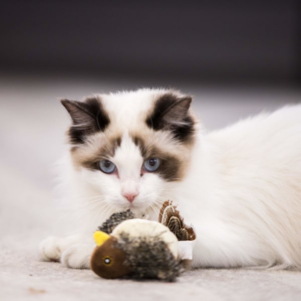 Melody Chaser Pet Bird Interactive Cat Toy Plyschleksaker för hundar och katter (fågel)