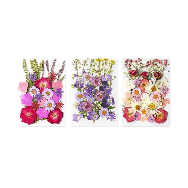 3kpl kuivattuja puristekukkia, luonnollisia värikkäitä puristekukkia askarteluun Set kuivakukkia lehtiä kuivattuja kukkia