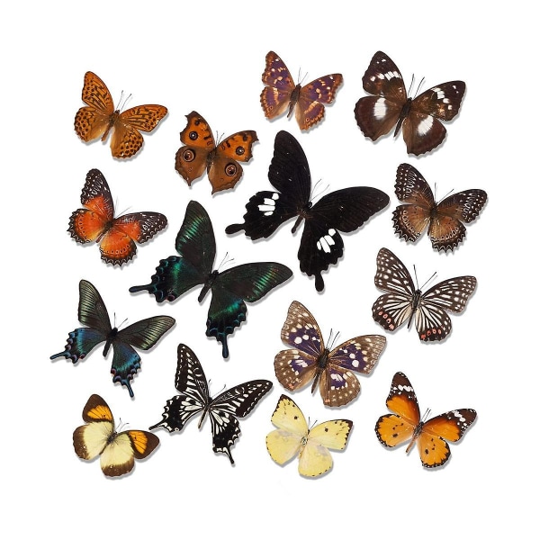 15 st Taxidermy Butterfly -specimen Artwork Material Dekor, Taxidermi Animals Supplies for Science