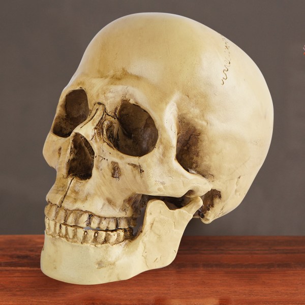 1:1 Medical Skull Resin Skull Halloween Skull Dekorativ skalle, S