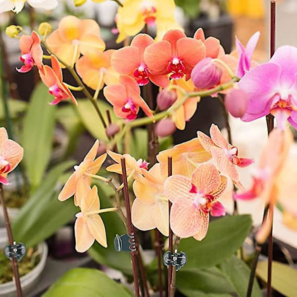 100 st Plant Fix Clips Orkidstam Vine Support Grönsaker Jordbruk Blommor Frukt Bundna Paketgrenklämmverktyg
