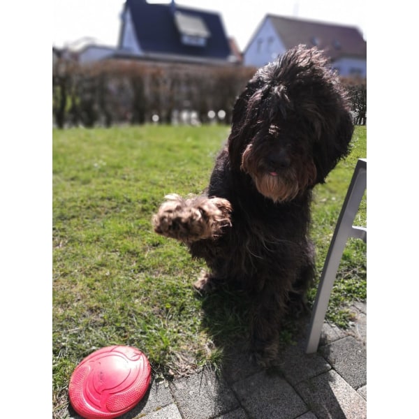 Naturligt gummi hundfrisbee - röd