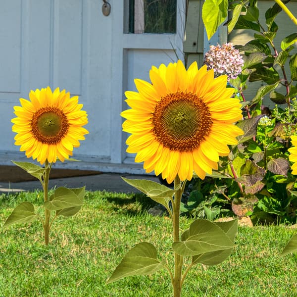Udendørs akryl 3D sol solsikke