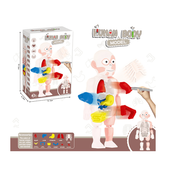 Vetenskapliga och pedagogiska mänskliga organmodeller för barn DIY-monterad leksak Upplysningsexperimentella läromedel (1 låda)