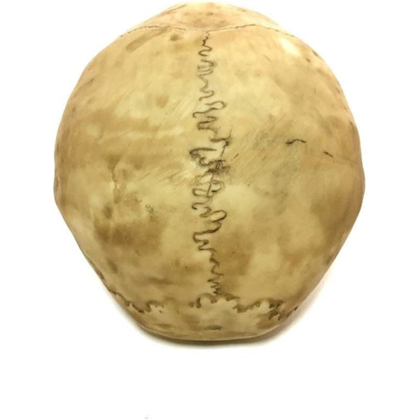 1:1 Medicinsk kranieharpiks kranie Halloween kranie dekorativ kranie, S