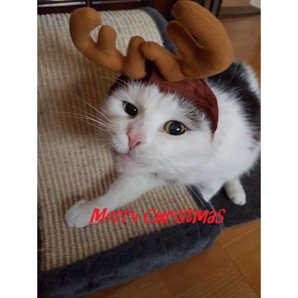 Mall Jul Trä Djur Kostym Katt Hund Mössa Husdjur Kläder Hatt（