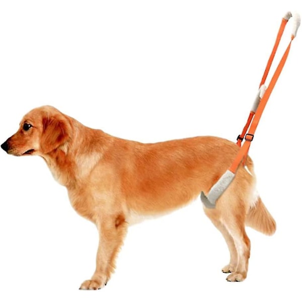 Hundstödsele för bakben, lyftsele för hund bak med handtag, bakbensstöd för husdjursrörlighet Orange