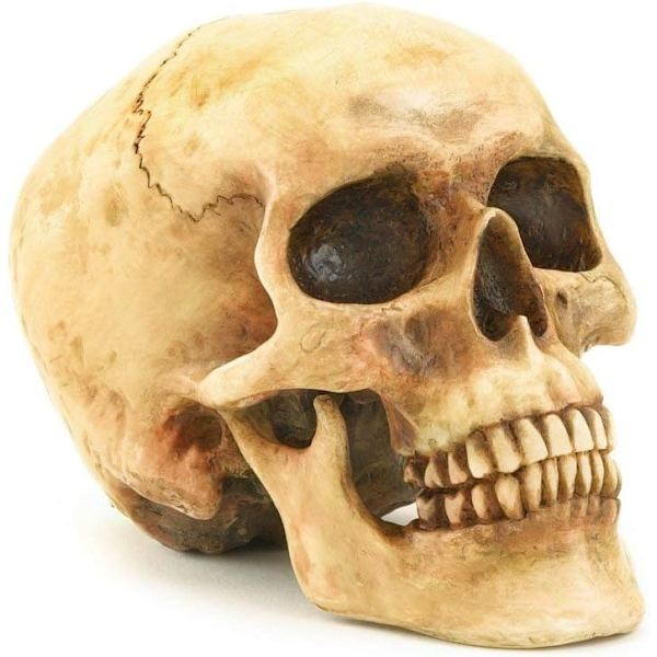 1:1 Medicinsk kranieharpiks kranie Halloween kranie dekorativ kranie, S