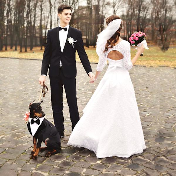 Formell hundsmoking, huvudduk, bröllopsskjorta, slips, elegant klädsel