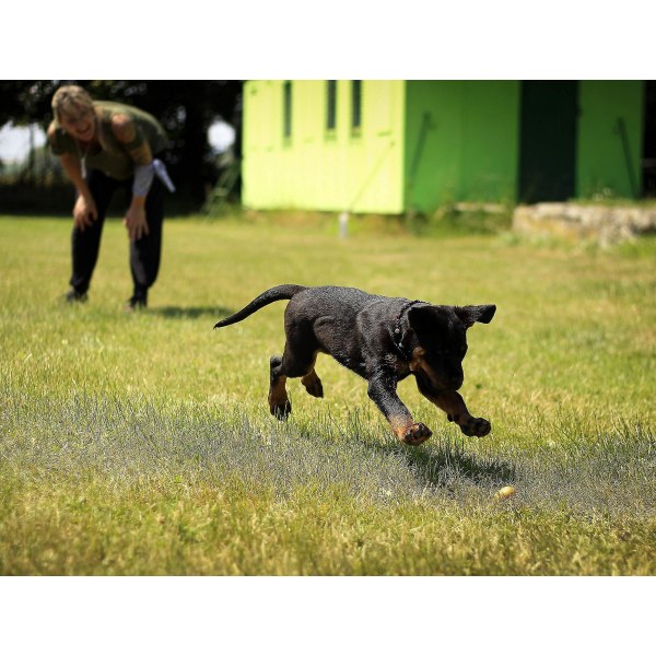Träningsväska för hundgodis, hundgodisväska med magnetlås och midjebälte