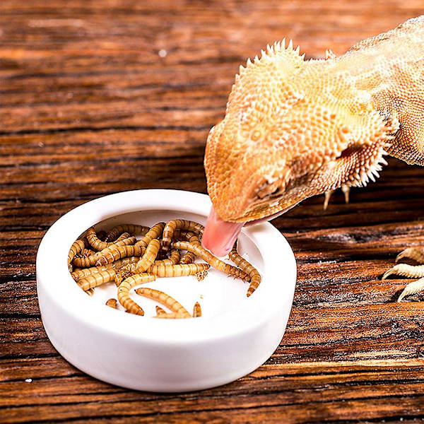 Maskmatskål Mini Reptilmatskål Keramik Tillverkad, 7cm