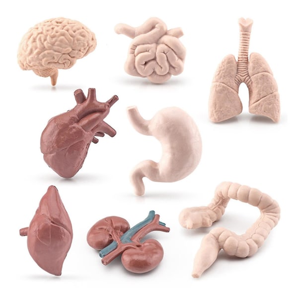 Simulering Mänskliga organ Modell Set Hjärna Hjärta Lung Lever Tarm Pvc figurer