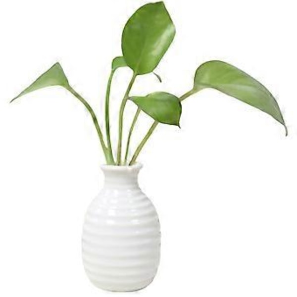 Plante Hydroponisk Keramisk Vase Kreativ Fremme Sund Vækst Plantekasse til Stue Soveværelse Studie White