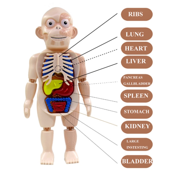 Vetenskapliga och pedagogiska mänskliga organmodeller för barn DIY-monterad leksak Upplysningsexperimentella läromedel (1 låda)
