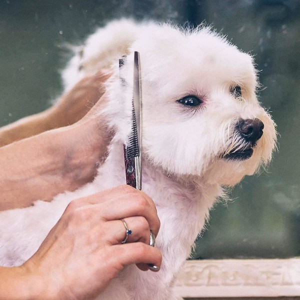 6 i 1 Profesjonelt Rustfritt Stål Sikkerhets Rund Spiss Hundepleie Sakssett, For Hund & Katt Pleie（Rosa）