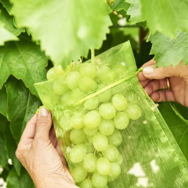 35 stk. Grape Bunch Protection Taske 10*15 cm Farve: Grøn med snøre giver total beskyttelse mod hvepse Fugle Materiale: Organza