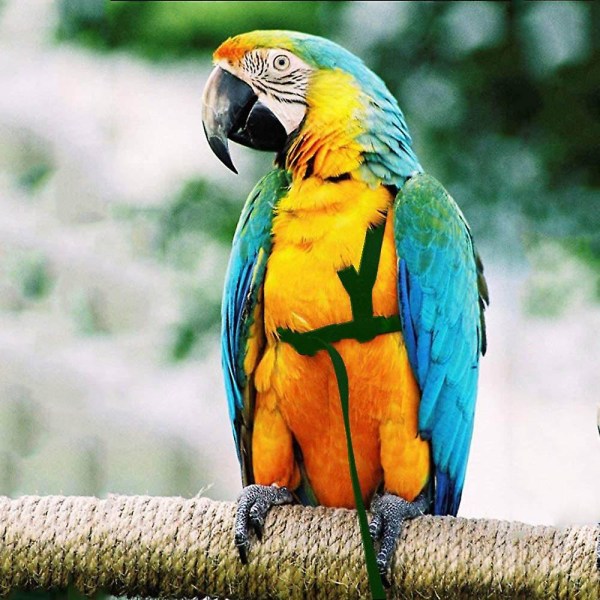 Husdjursfågelsele Justerbar papegojafågelsele koppel Pet Anti-bett träningsrep utomhus flygsele（S grön）
