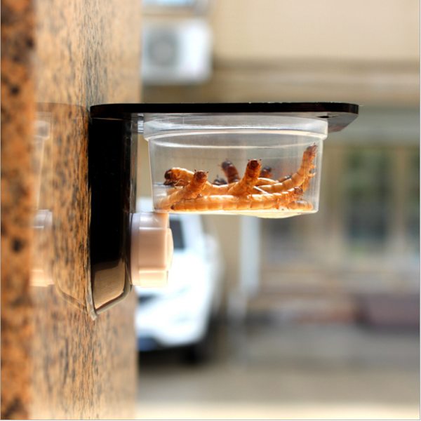 Reptiltank for insekter, edderkopper, maur - Mat, vannmatingsbolle