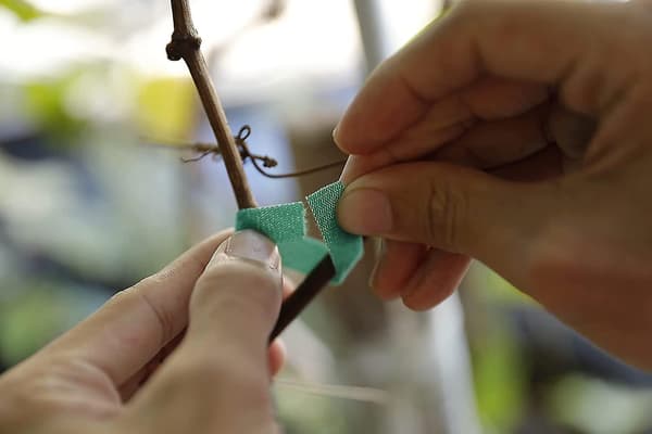Växtbindningar Trädgårdstejp Återanvändbar Nylon Växtbindningsrem, Tomatväxtstöd, Trädbindningar & Växtstöd (grön)