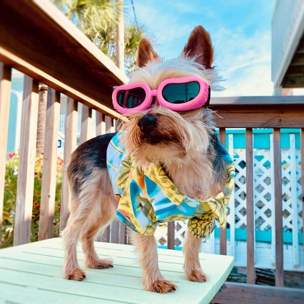 Små Hunde Solbriller UV Beskyttelse Briller Øjenbeskyttelse Med Justerbar Rem Vand（Pink）