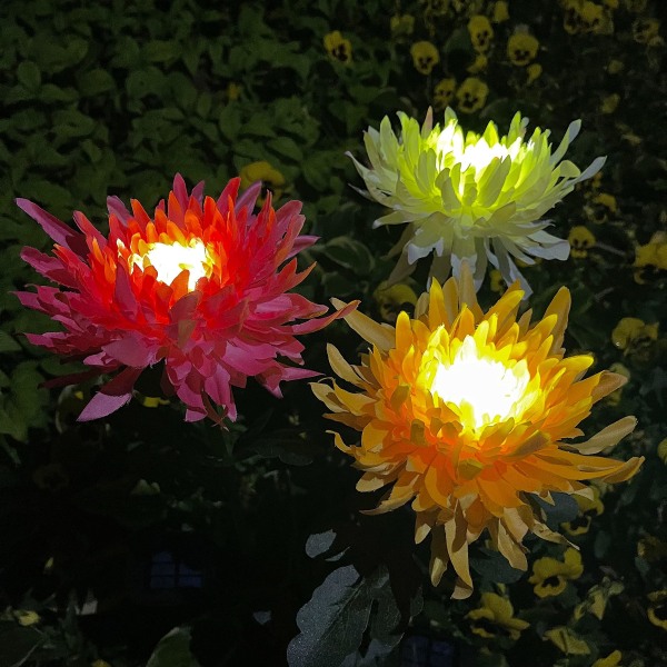 2-pack solcellslampor för trädgård med krysantemum, utomhus LED-lampor för uteplats, gräsmatta, trädgårdsgångsdekoration, rosa (gul)