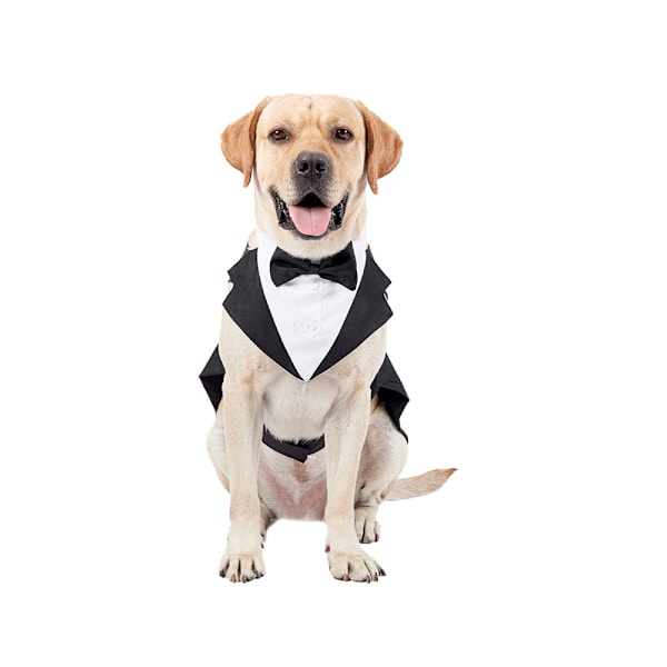 Formell hundsmoking, huvudduk, bröllopsskjorta, slips, elegant klädsel