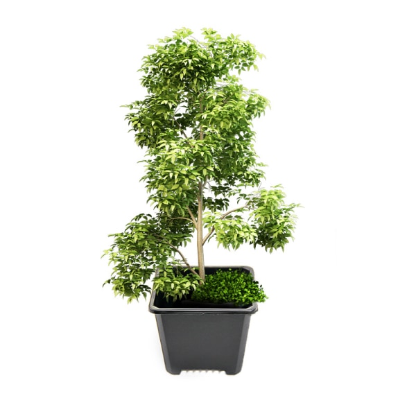 Planteringskruka svart 2-pack 12 #, fyrkantig plastburk svart