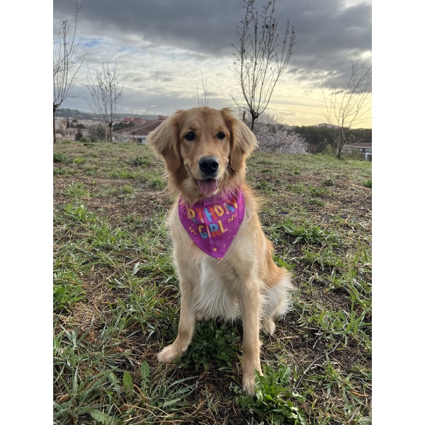 1 st lila HAPPY Dog Bandana för födelsedag, hund katt halsdukar justerbar